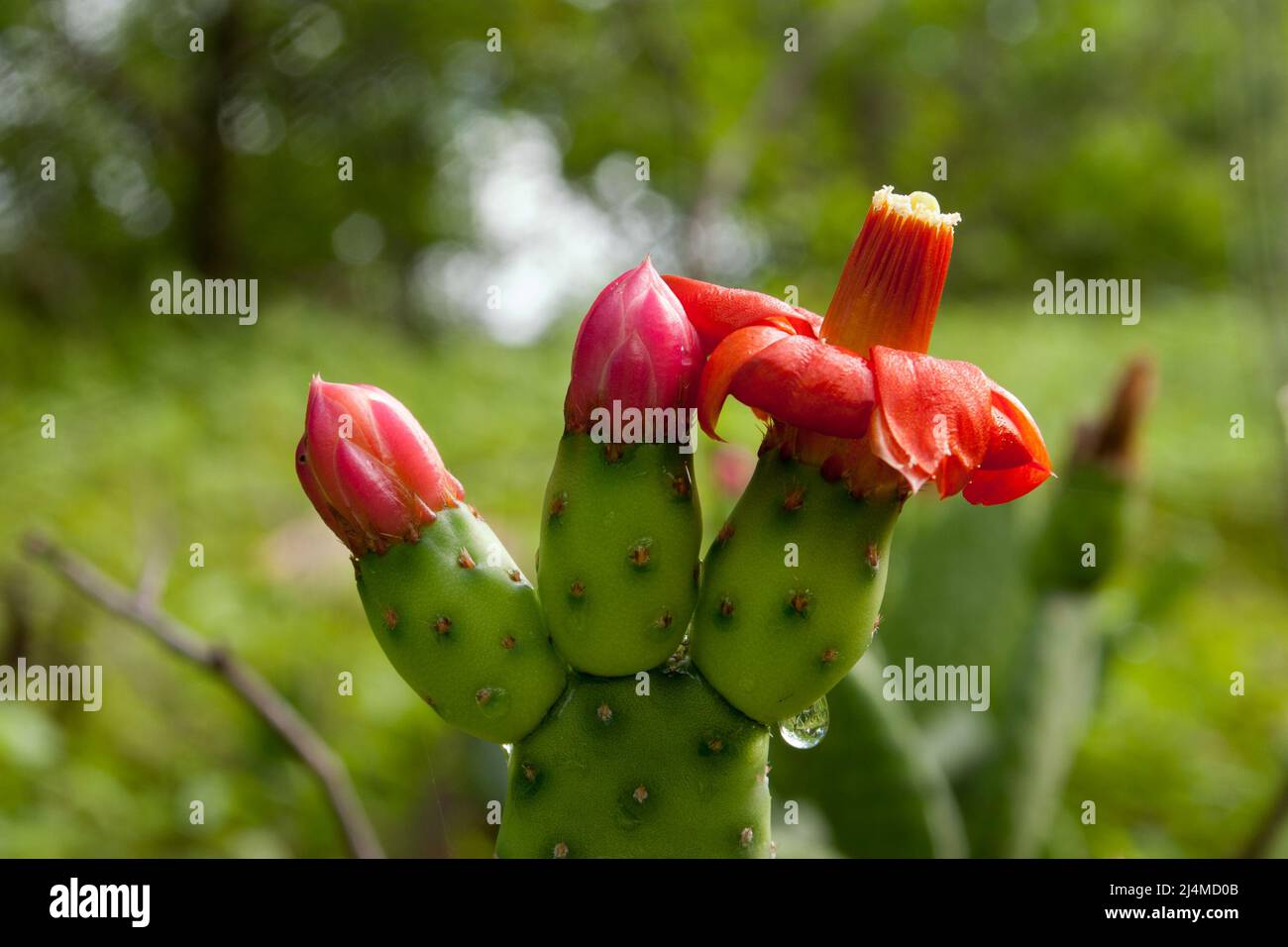 Cactus seco hi-res stock photography and images - Alamy