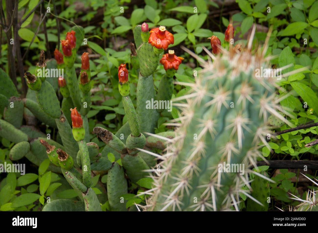 florida forage palm and xique-xique - cacti in the caatinga, typical biome of brazil Stock Photo