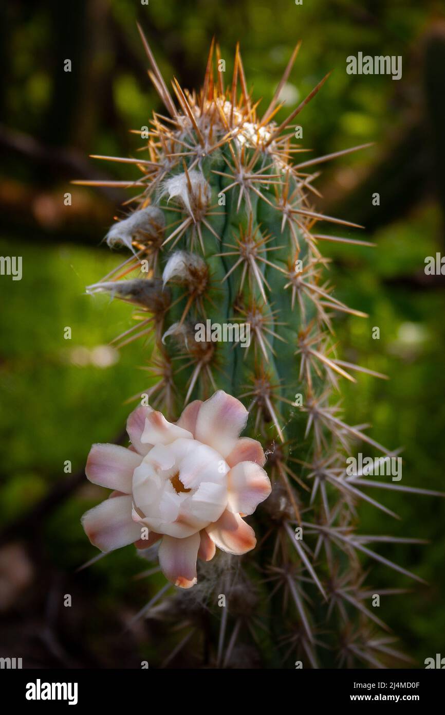 flowery xique-xique cactus Stock Photo