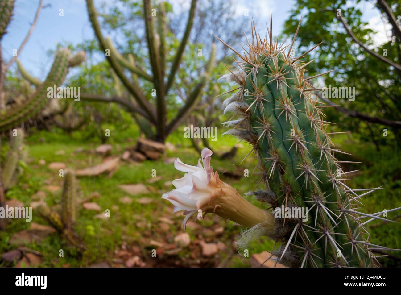 xique-xique cactus flowering in the caatinga Stock Photo
