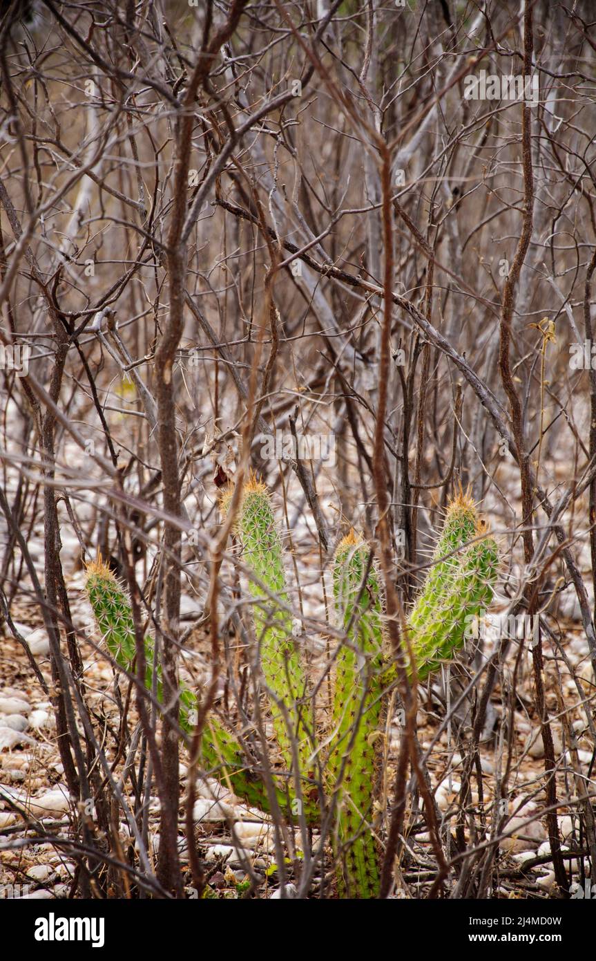xique-xique cactus in the caatinga vegetation of northeastern brazil Stock Photo