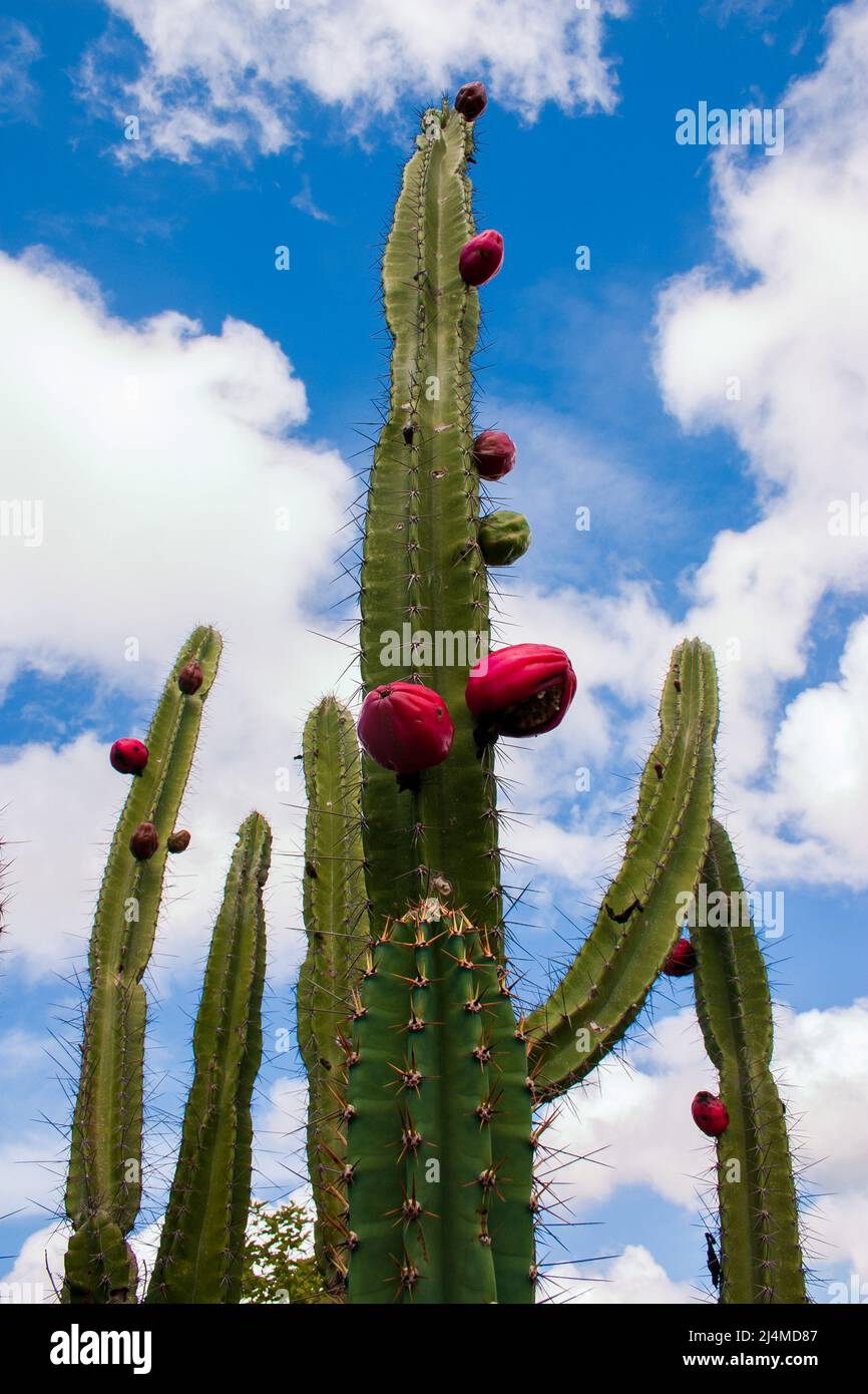 mandacaru cactus with ripe fruits Stock Photo