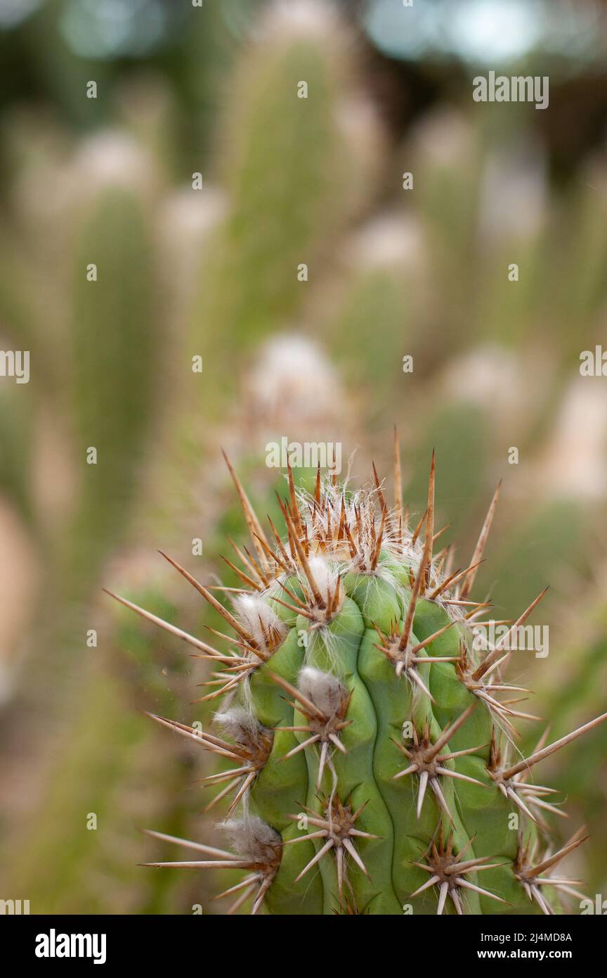 detail of xique-xique, cactus native to the caatinga of northeastern brazil Stock Photo