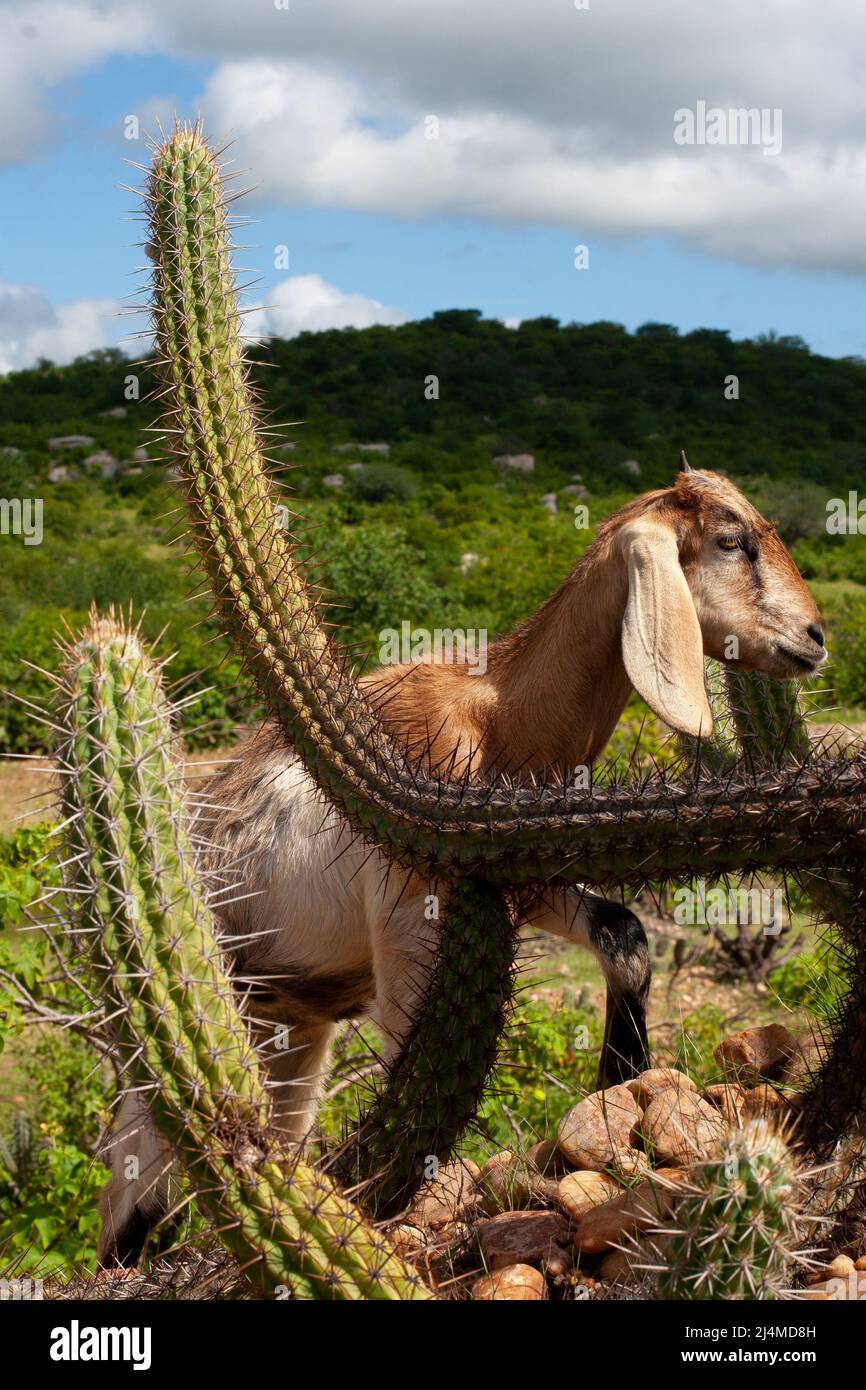 goat with xique-xique cactus in caatinga, rio grande do norte, brazil Stock Photo