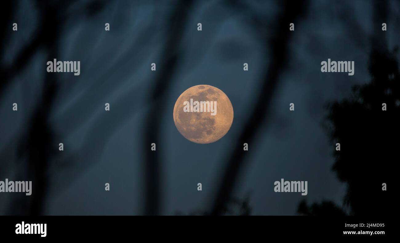 The full 'pink' moon of April 2022 rises among the trees at dusk Stock Photo