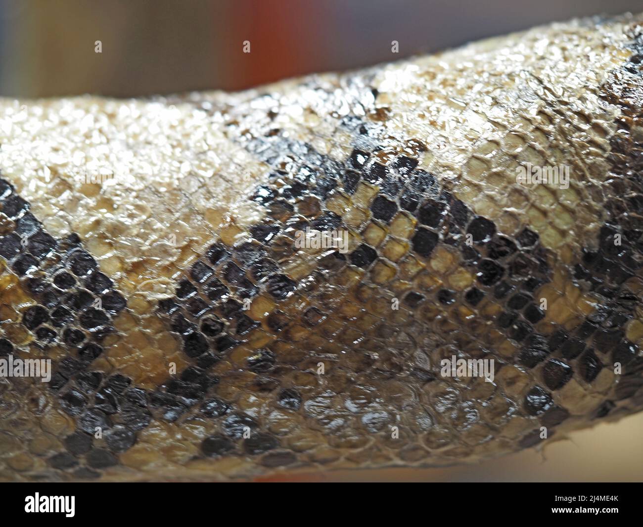 Snake skin, anaconda snake scales. Reptile skin close-up. High quality photo Stock Photo