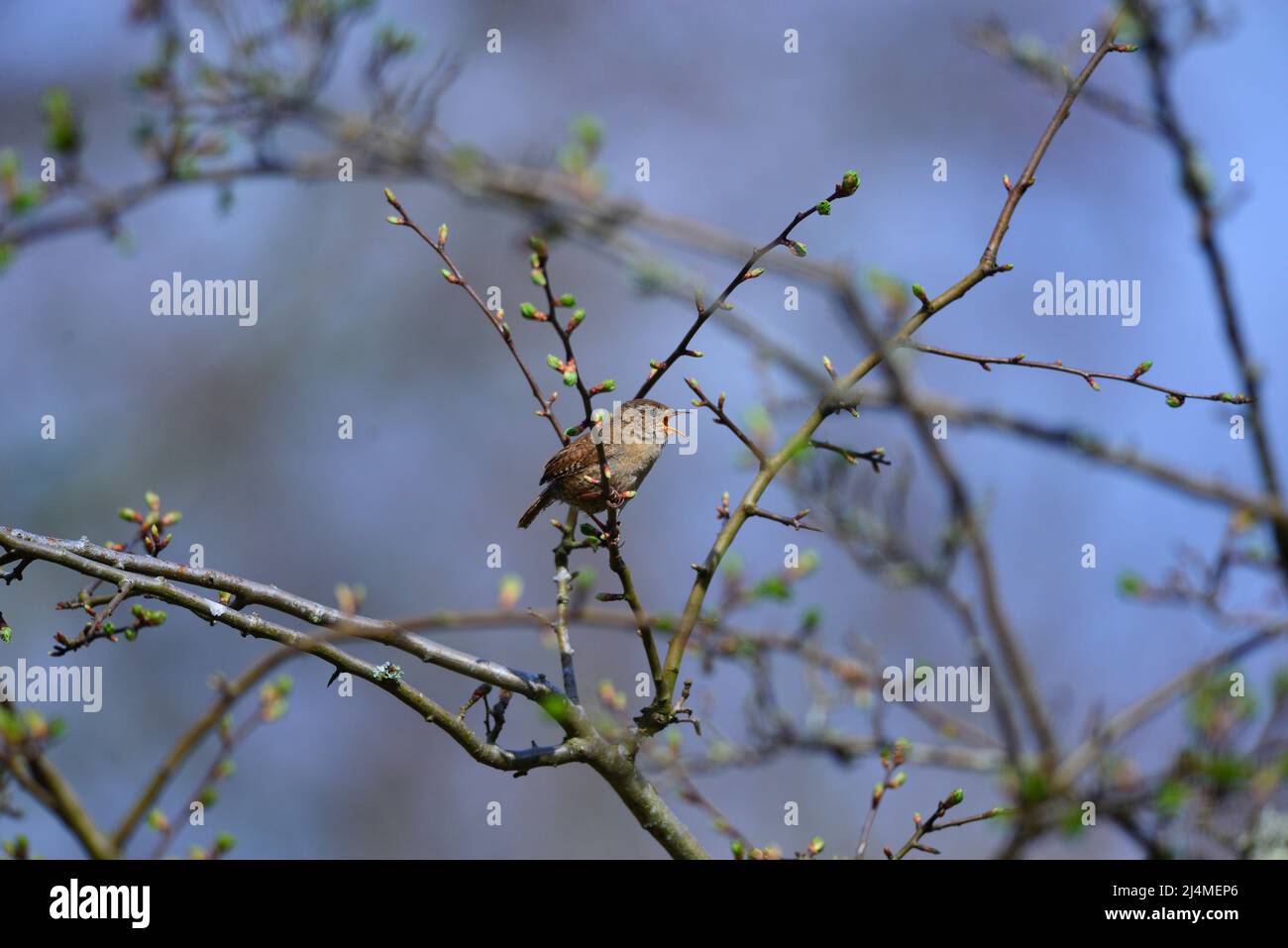 Wren Troglodytes troglodytes Stock Photo Alamy