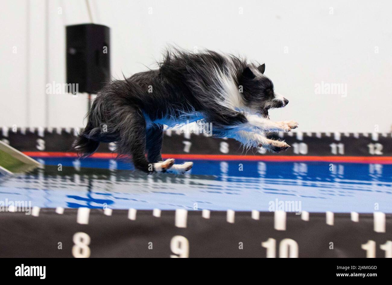Mississauga, Canada. 16th Apr, 2022. A pet dog jumps into a pool during
