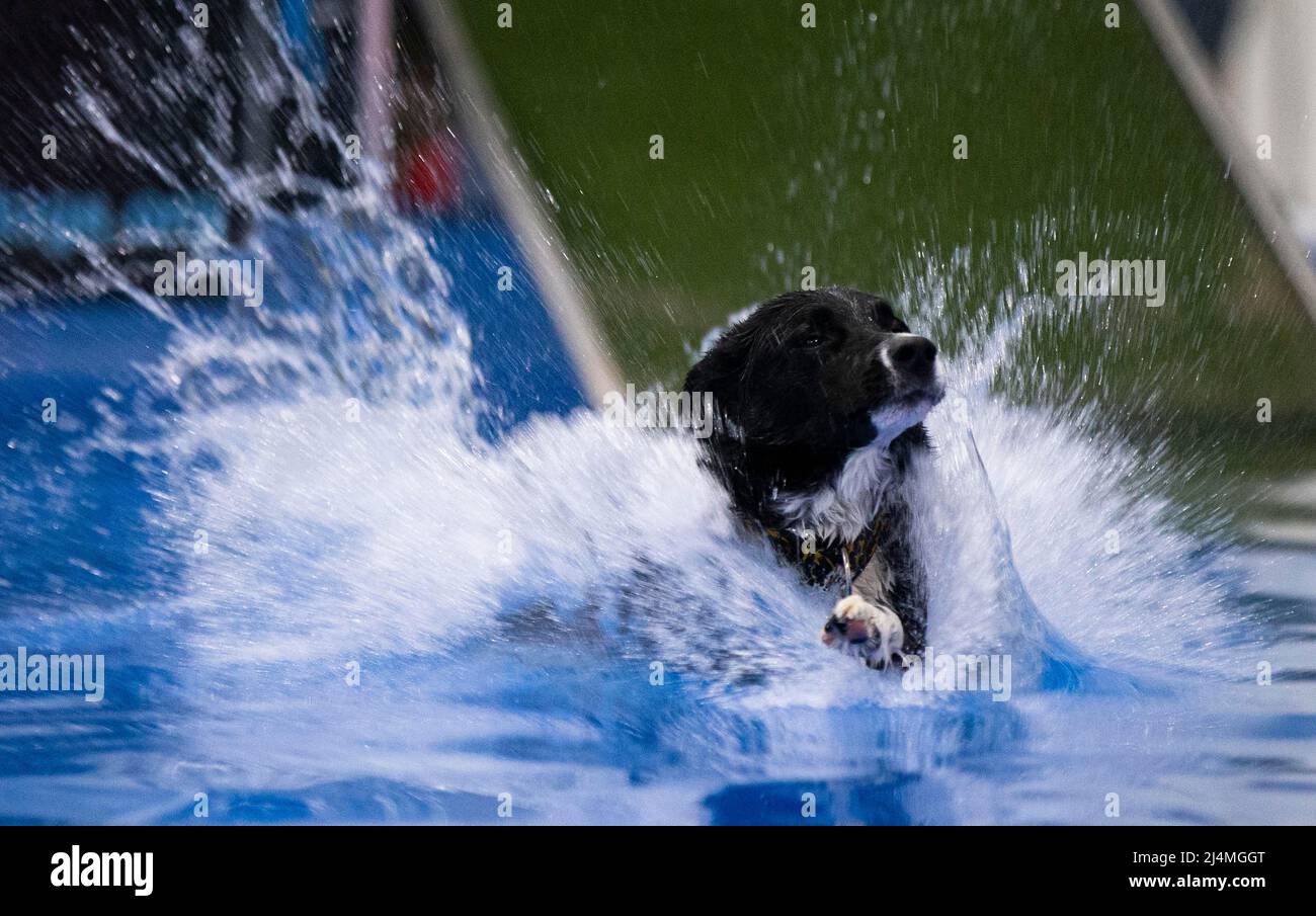 Mississauga, Canada. 16th Apr, 2022. A pet dog jumps into a pool during