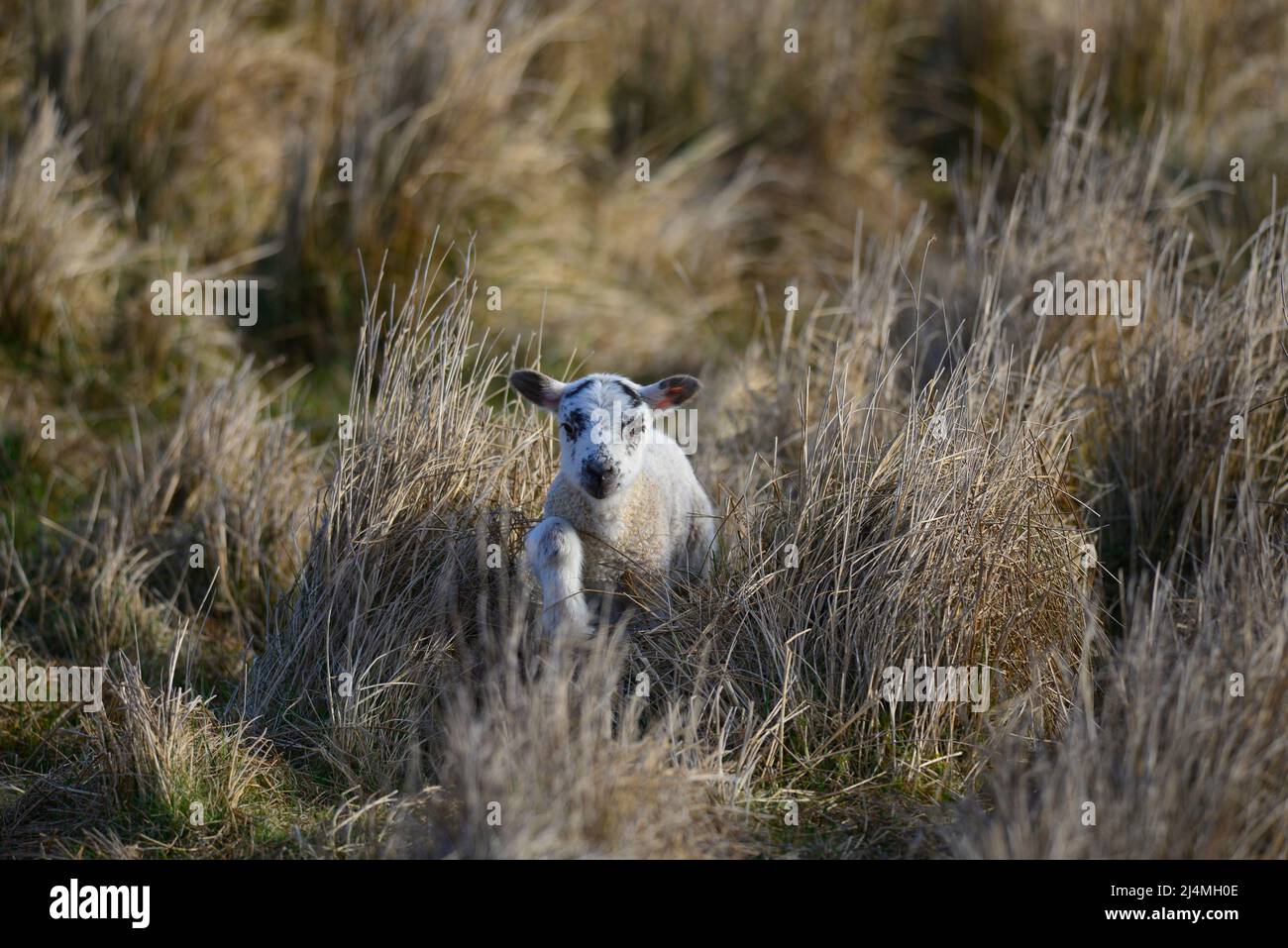 Scottish Blackface lamb Stock Photo