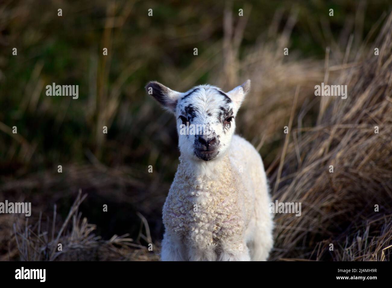 Scottish Blackface lamb Stock Photo