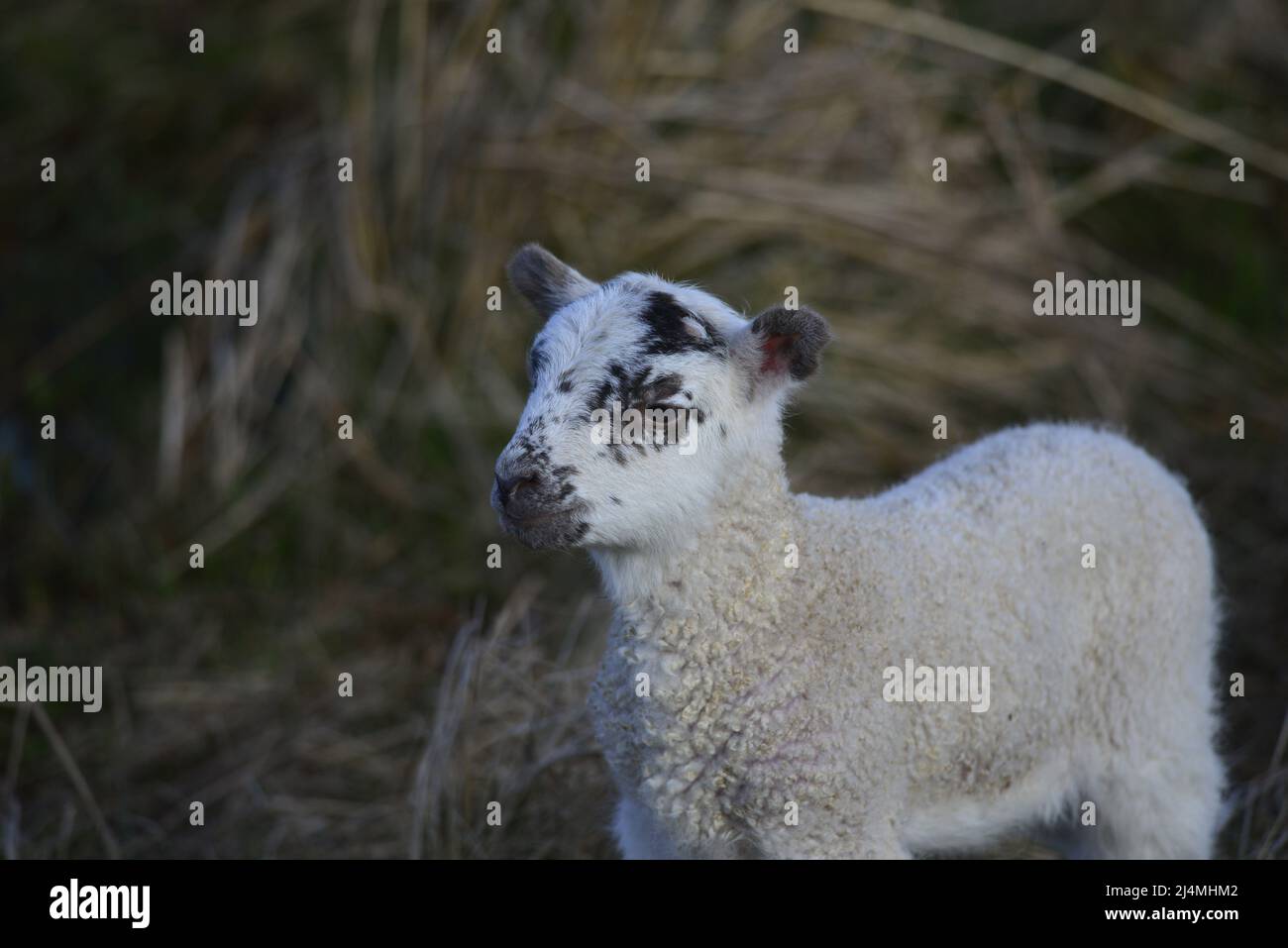 Scottish Blackface lamb Stock Photo