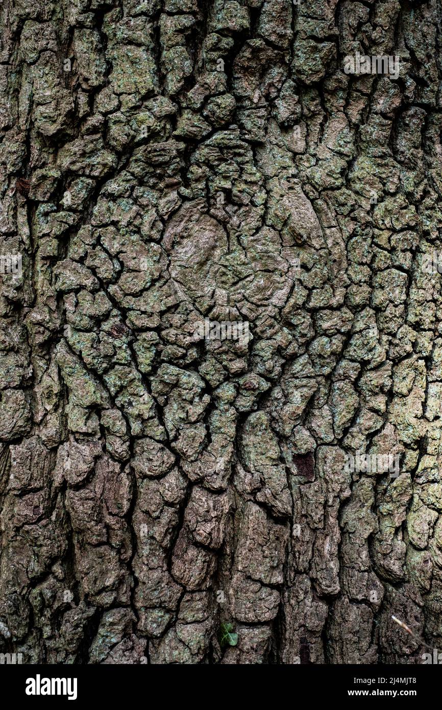 Closeup of deep textured bark on a tree in an English woodland. Stock Photo