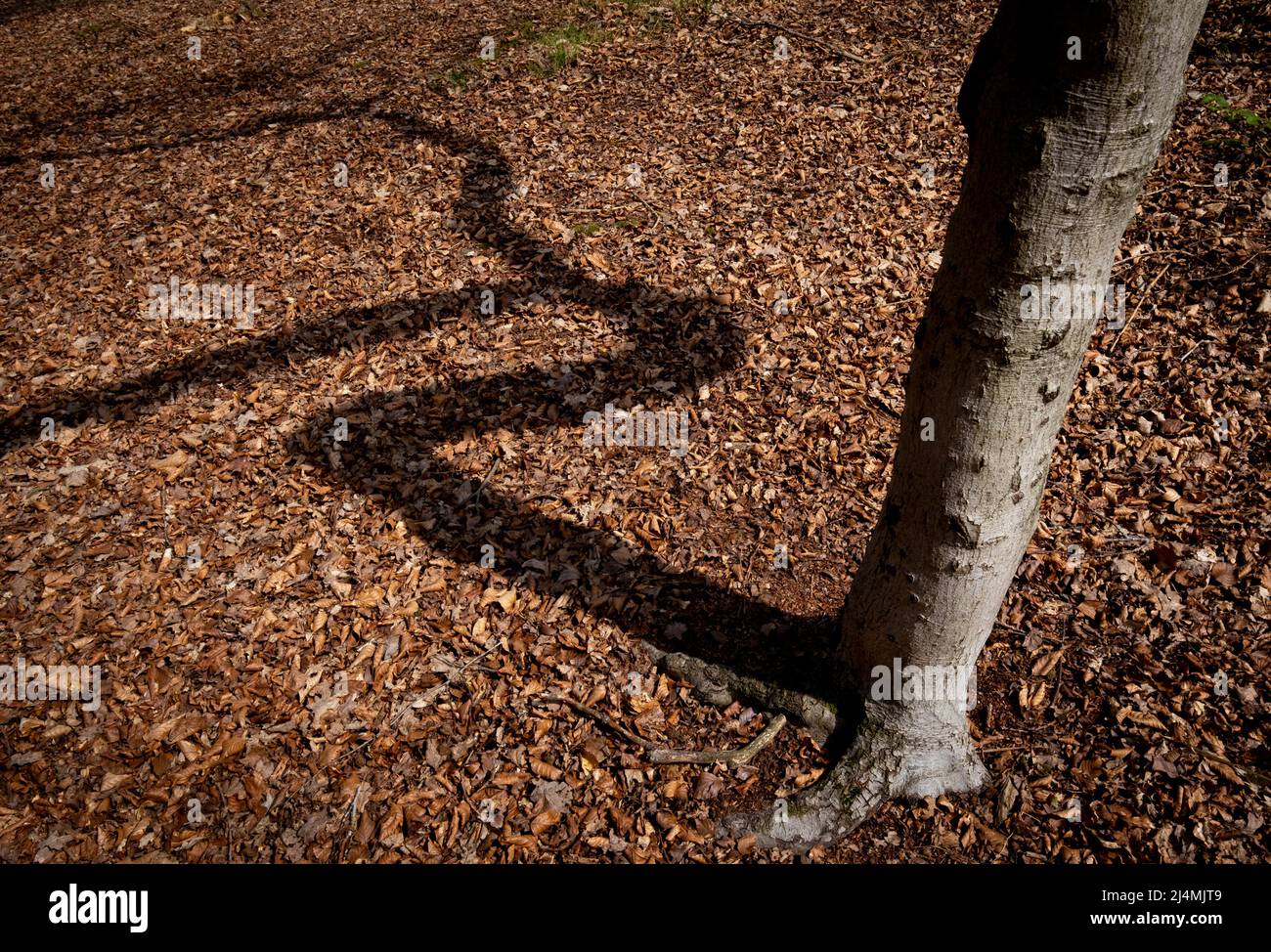The shadow of an old bent and twisted tree falls on the ground in woodland, Worcestershire, England. Stock Photo