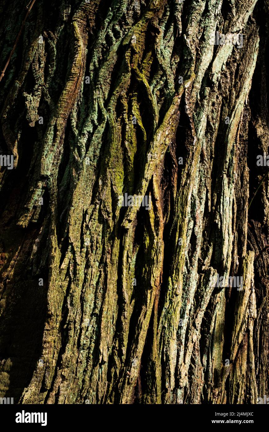 Closeup of deep textured bark on a tree in an English woodland. Stock Photo