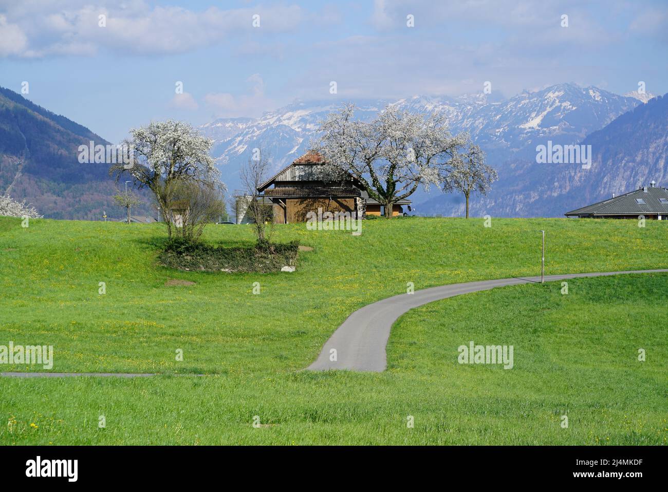 Landscape with a swiss chalet and blossoming trees in Faulensee Stock Photo