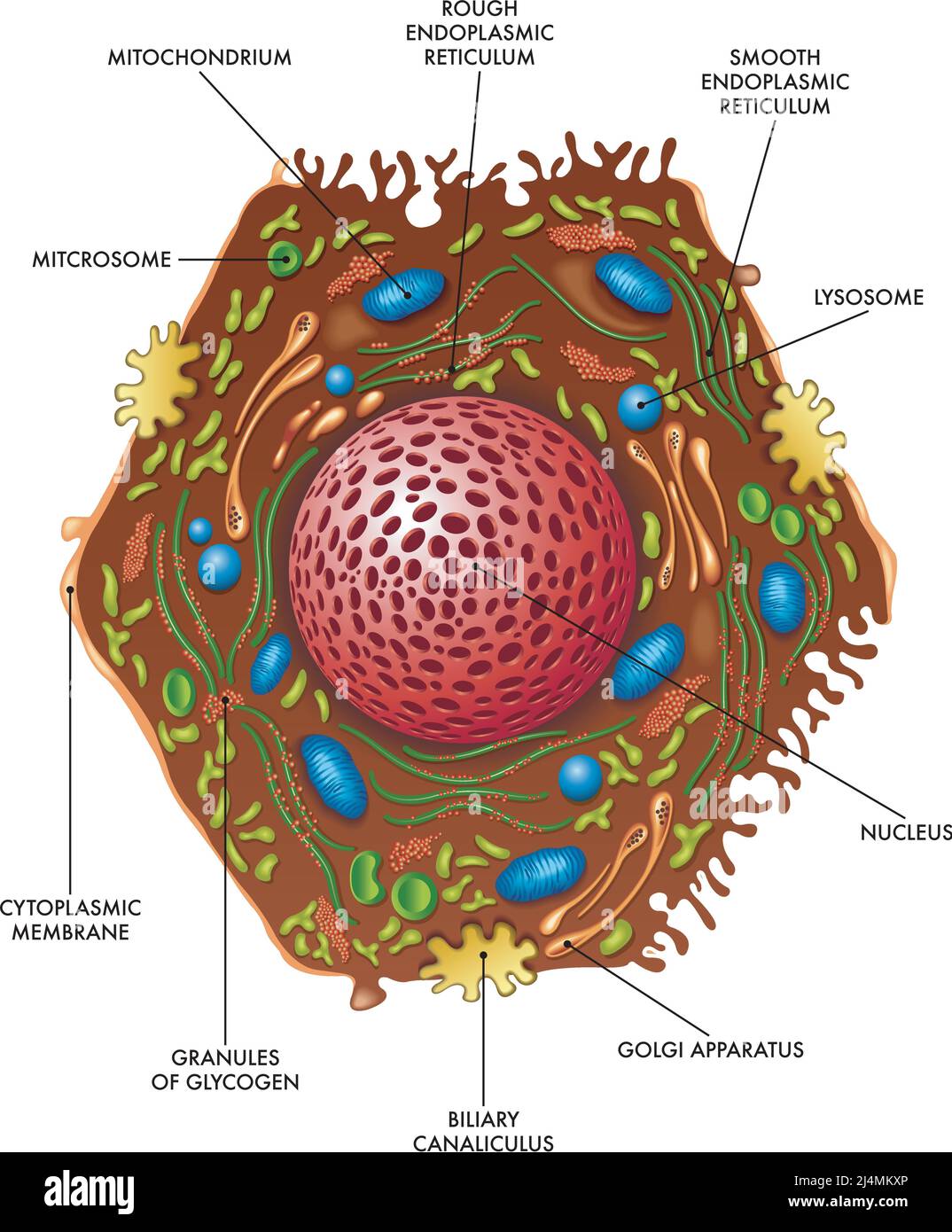 Medical illustration of liver cell structure. Stock Vector