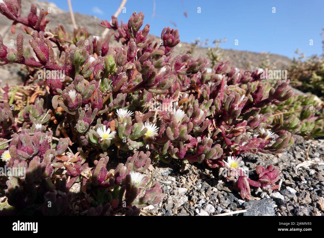 Salzpflanze Mesembryanthemum nodiflorum - blühende Pflanze, Fuerteventura, Spanien, Morro Jable Stock Photo
