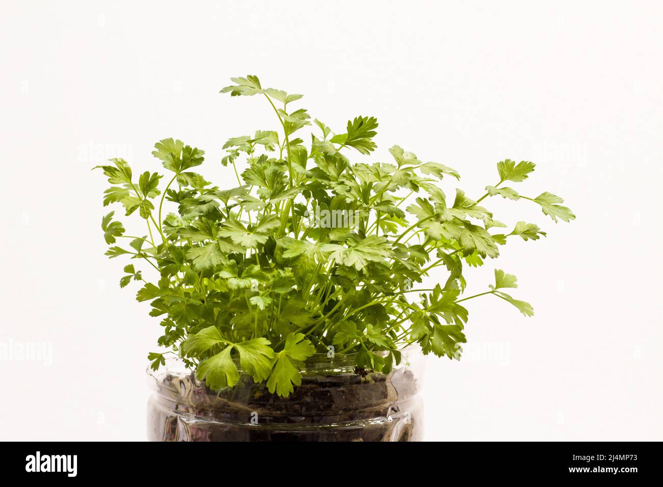 Green, fresh parsley growing in a transparent pot on white background ...