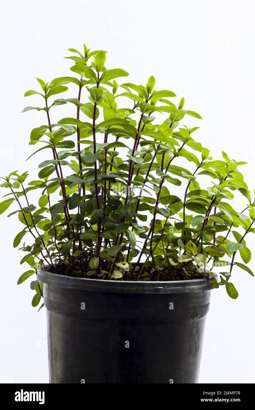 Green,fresh mints are growing in a black pot on white background Stock ...