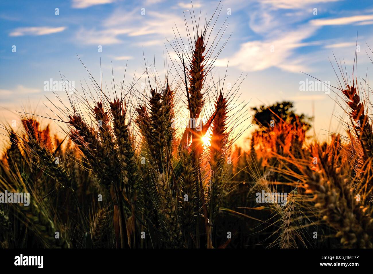 Barley Sunset Stock Photo