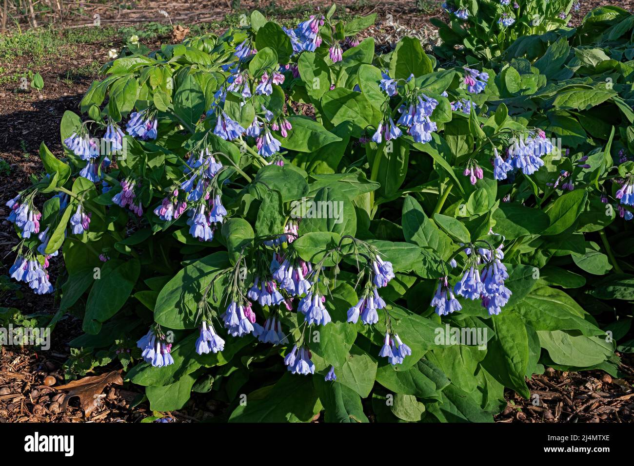 Virginia bluebells lining a shaded woodland path in early morning sun. They have rounded and gray-green leaves. Flowers are borne on stems up to 24 in Stock Photo