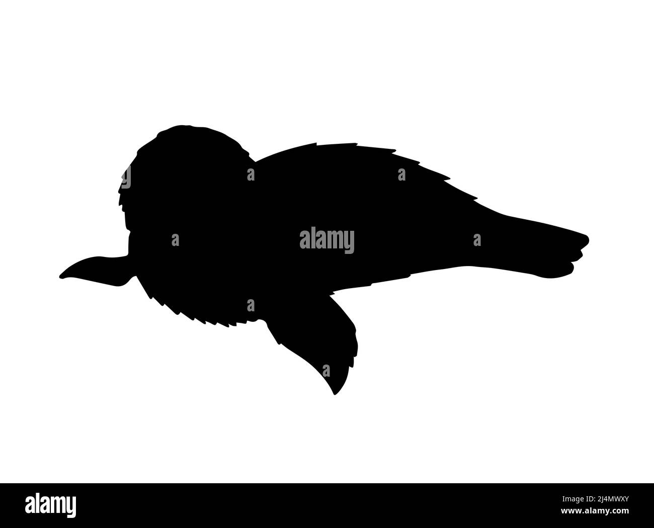 Vector black baby seal silhouette isolated on white background Stock