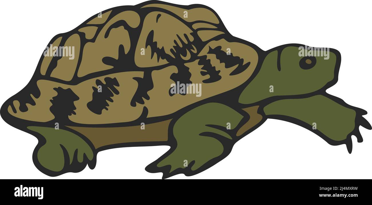 Vector illustration of turtle. Hand drawn tortoise. Stock Vector