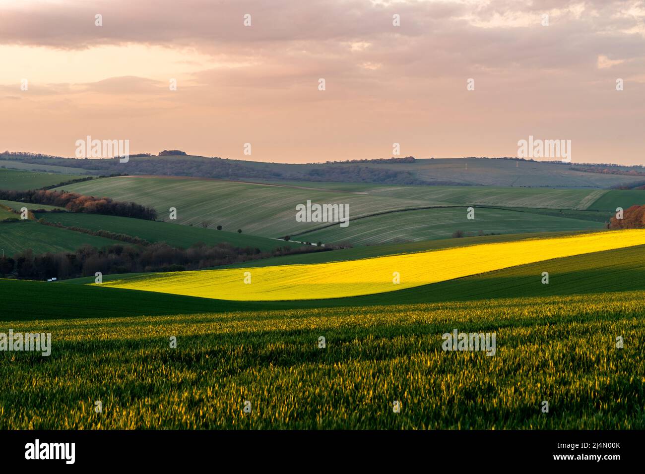 Falmer, East Sussex, UK. , . The beautiful rolling hills on the South Downs, just north of Brighton. The vivid yellow field of oilseed rape crop is set again the lush green fields, set against a sunset on a warm spring evening. Credit: Sarah Mott/Alamy Live News Stock Photo