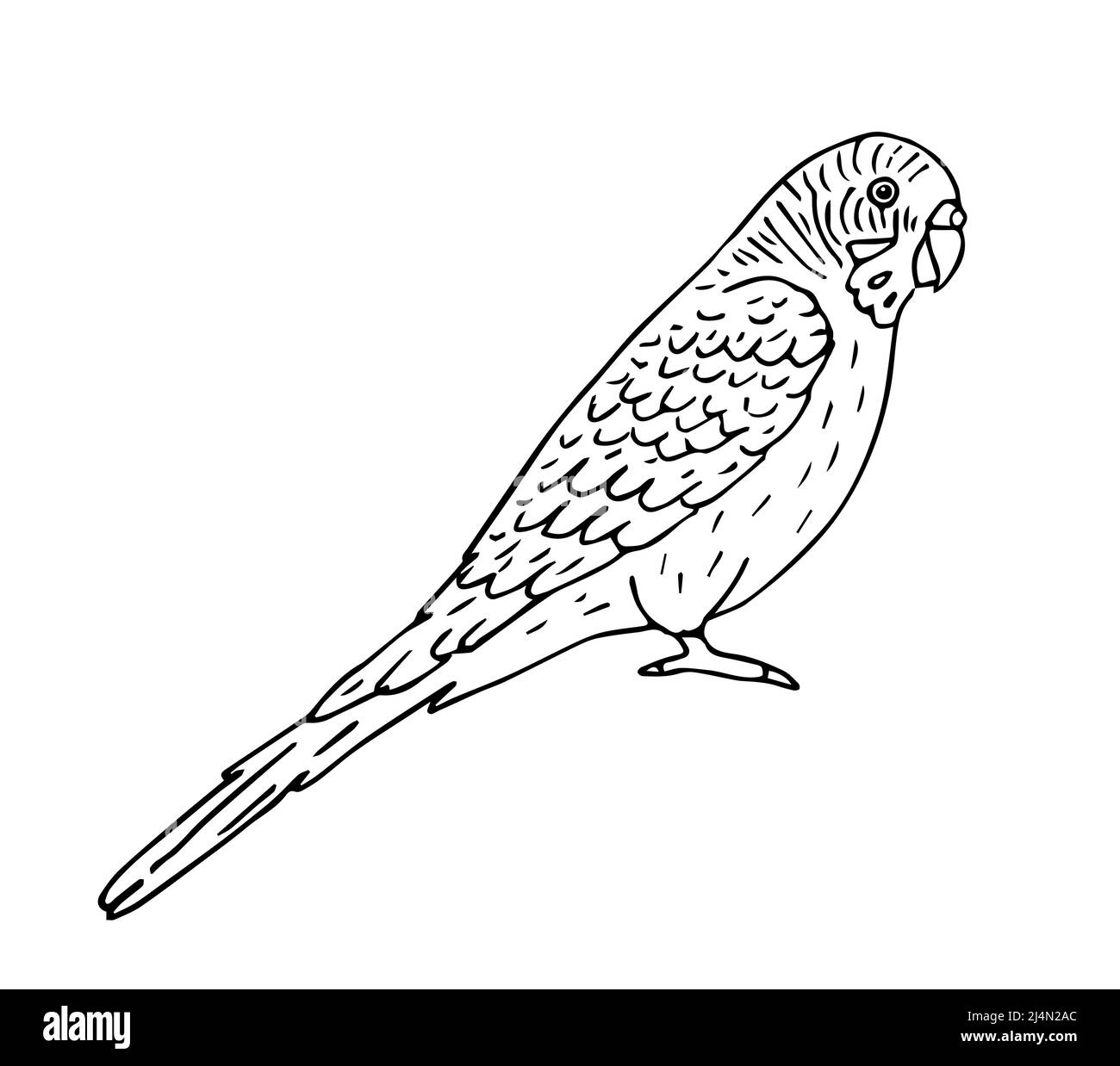 Vector hand drawn doodle sketch black outline budgie parrot isolated on white background Stock Vector