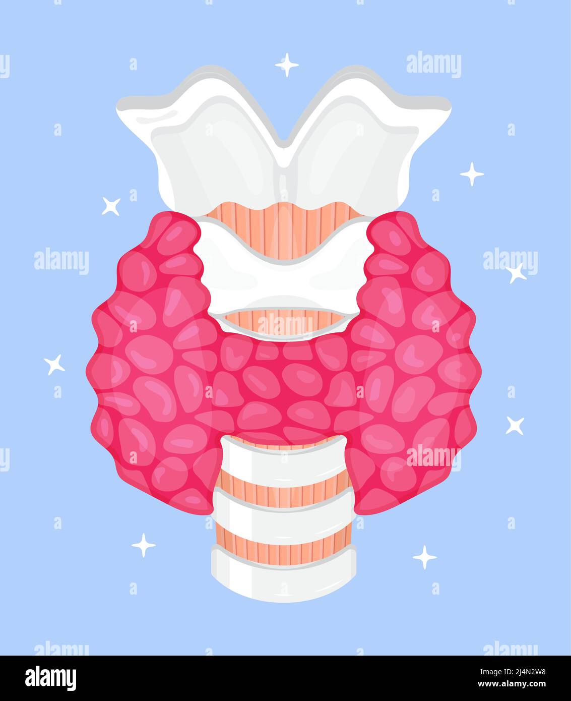 Human thyroid gland vector. Hypothyroidism concept vector