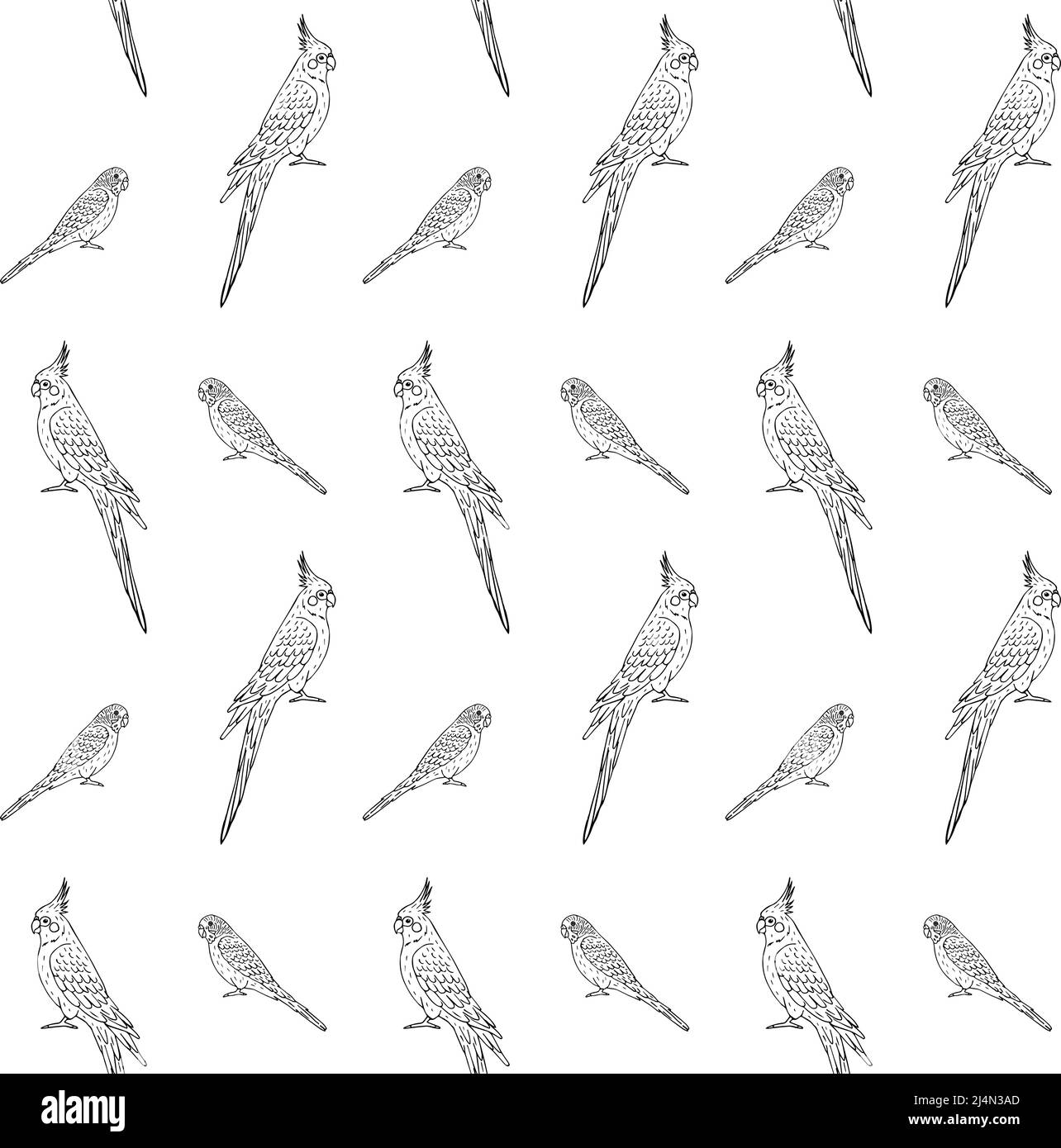 Vector seamless pattern of hand drawn doodle sketch budgie and cockatiel parrot isolated on white background Stock Vector