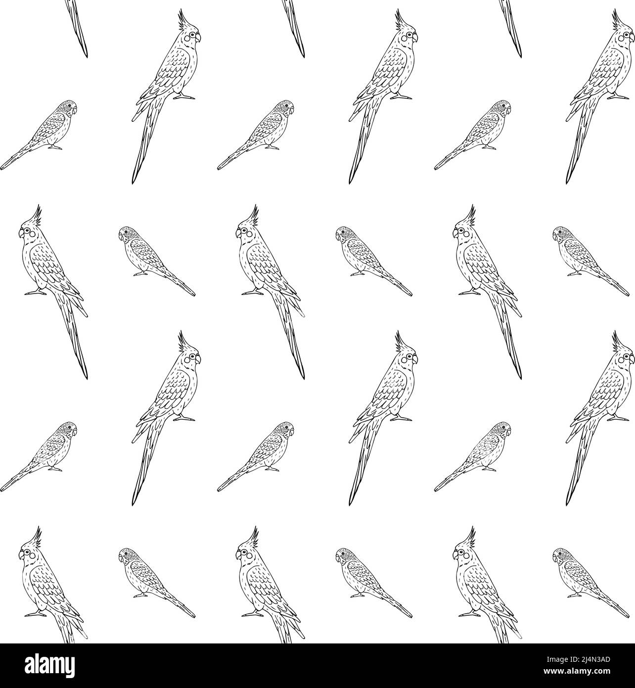Vector seamless pattern of hand drawn doodle sketch budgie and ...