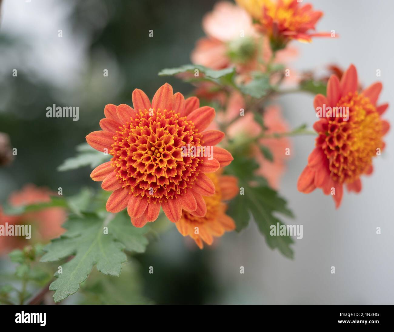 Coral-colored chyrsanthemum flowers with short ray flower petals and anemone-like disc flower. Stock Photo