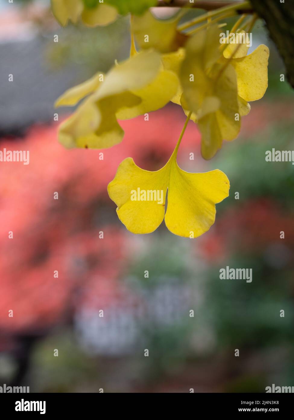 Gingko biloba leaf in autumn with blurred red Japanese Maple in