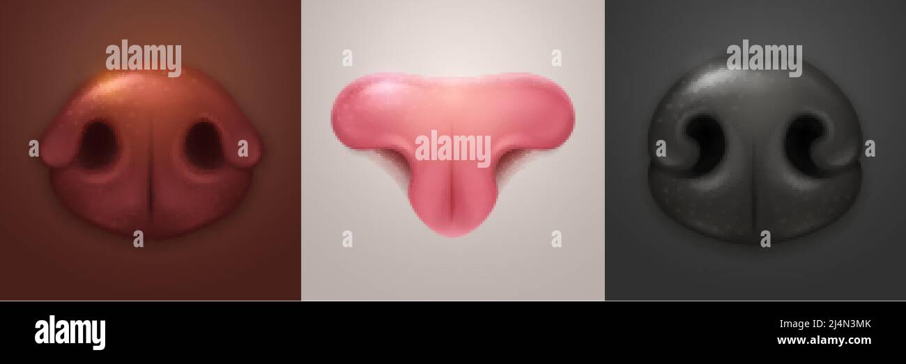 Dog and cat noses, vector animal snouts. Canine brown and black or feline pink muzzle close up