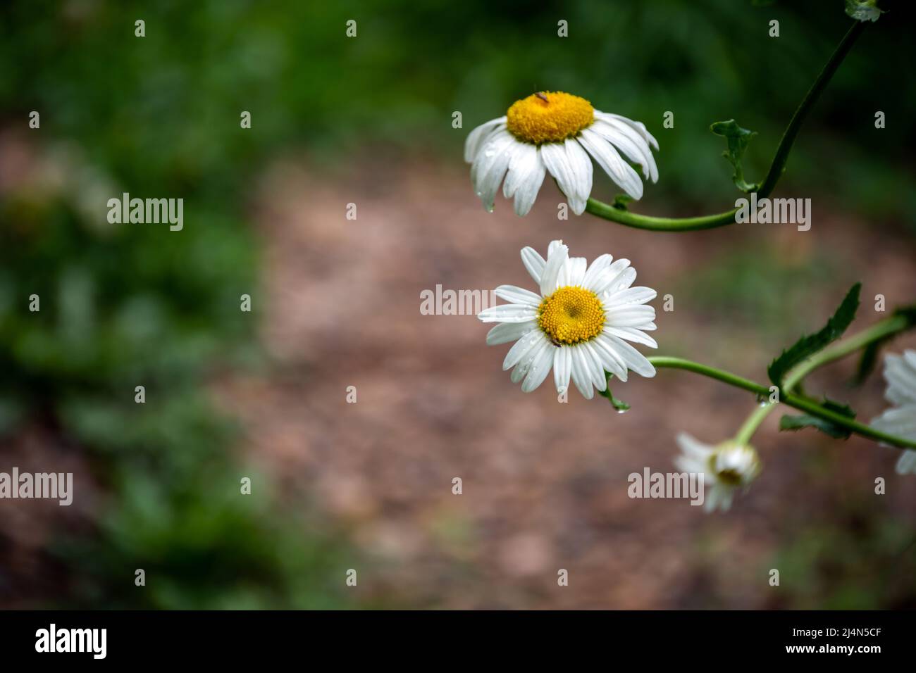A nice bokeh background draws the eye to the pretty white and yellow daisies. A gentle rain shower has just ended in Missouri. Stock Photo