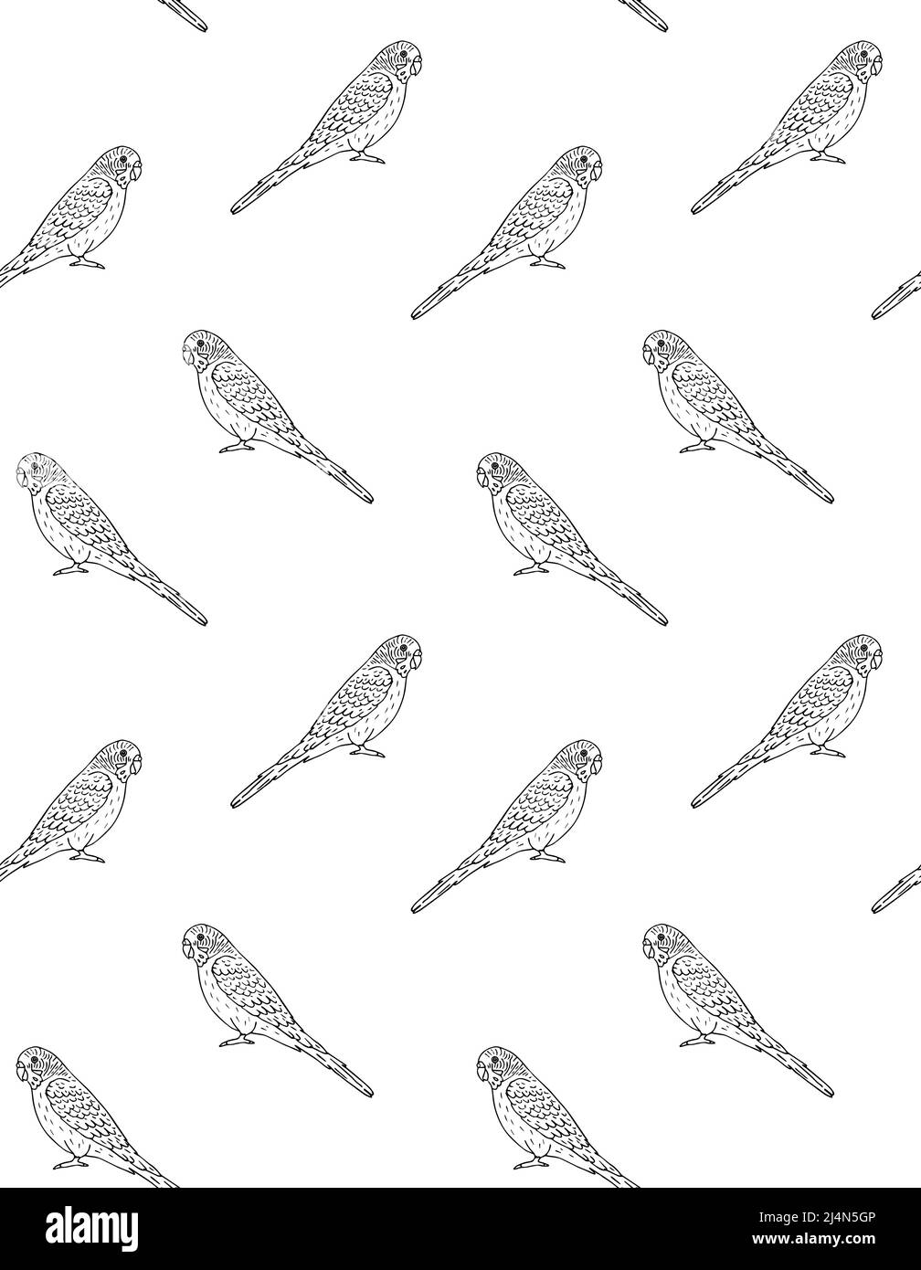 Vector seamless pattern of hand drawn doodle sketch budgie parrot isolated on white background Stock Vector