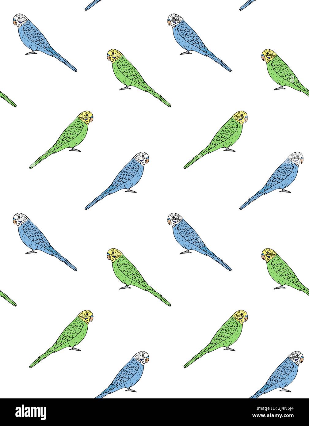 Vector seamless pattern of hand drawn doodle sketch colored budgie ...