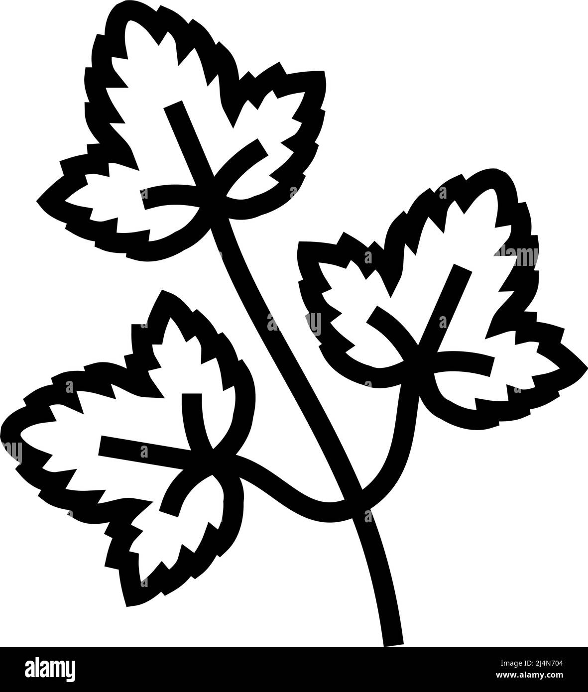 coriander leaves line icon vector illustration Stock Vector Image & Art