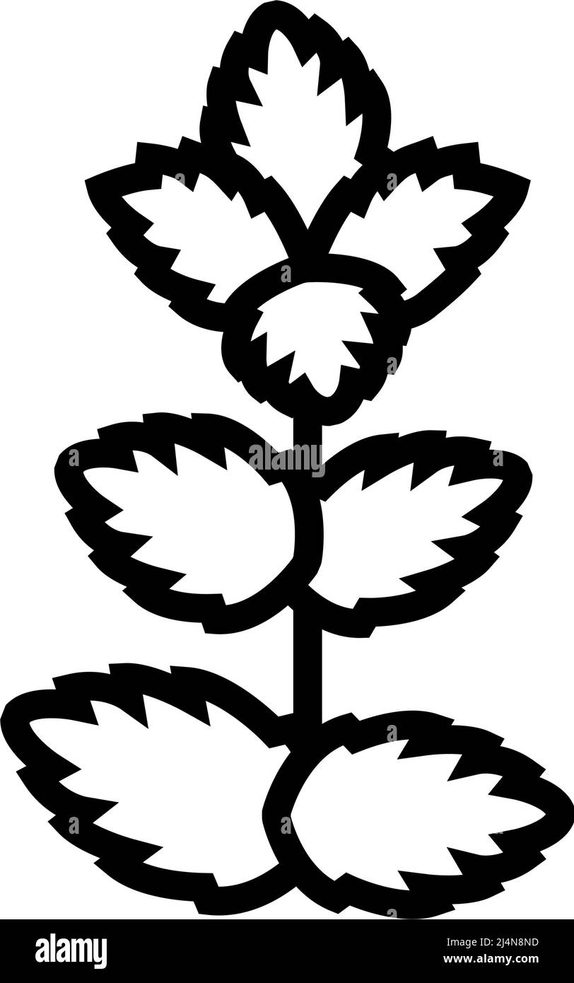 mint leaf line icon vector illustration Stock Vector Image & Art - Alamy