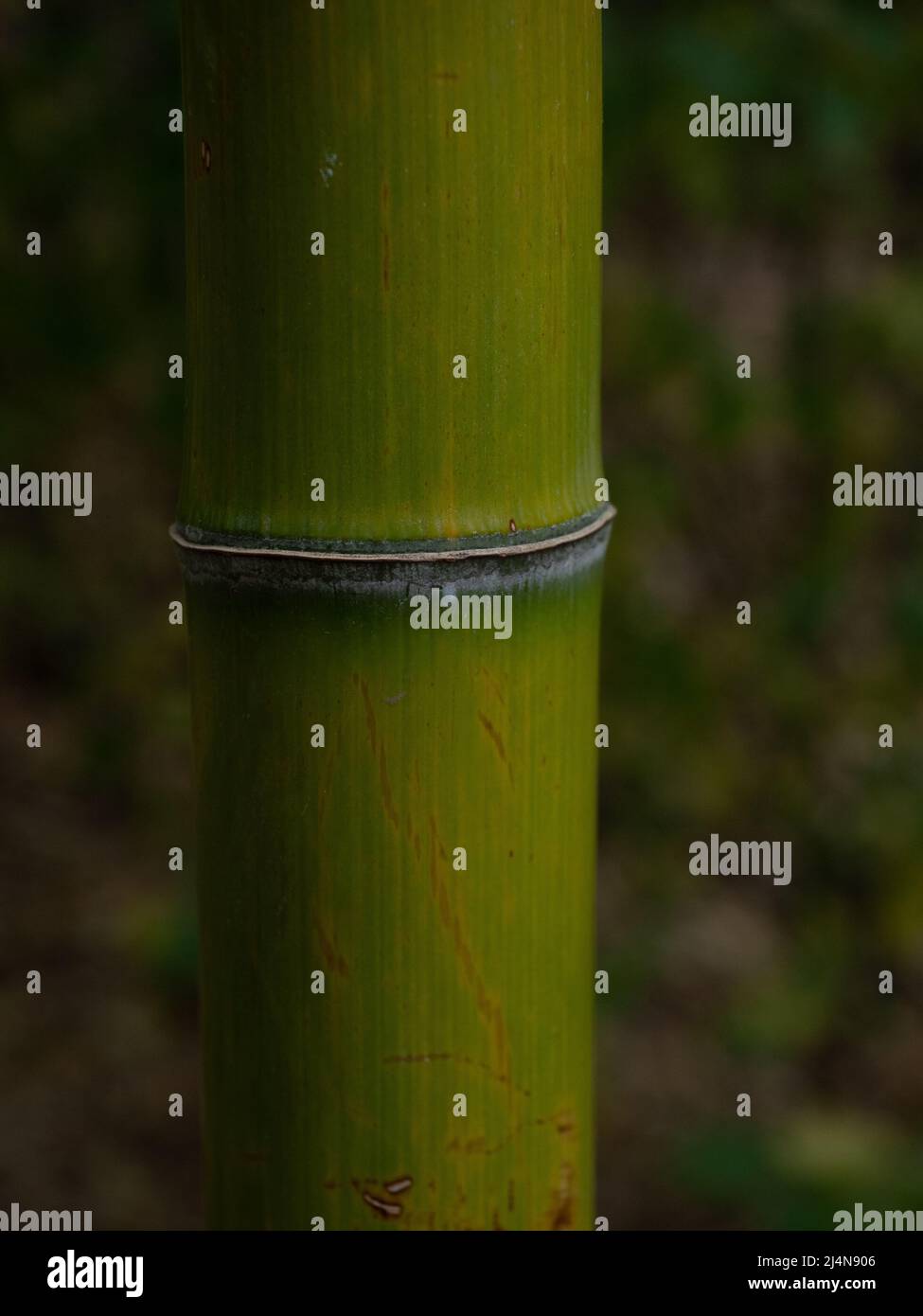 Close up of a node on a bamboo stem. Photographed with a shallow depth of field. Stock Photo
