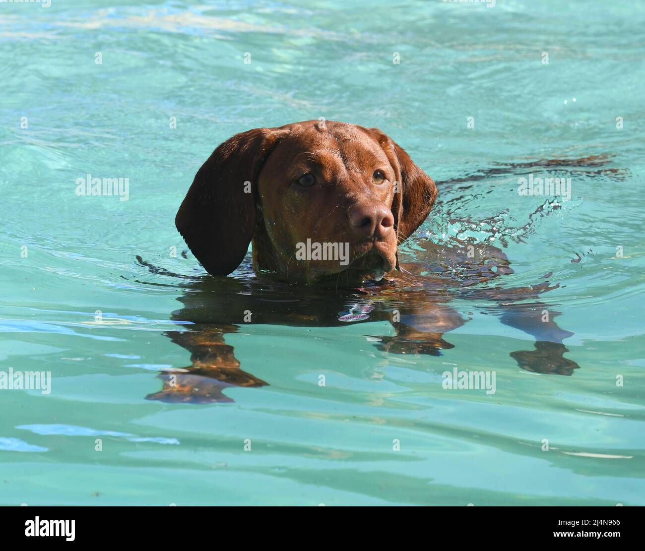 Shasta the Hungarian Vizsla takes a swim in the pool Stock Photo Alamy