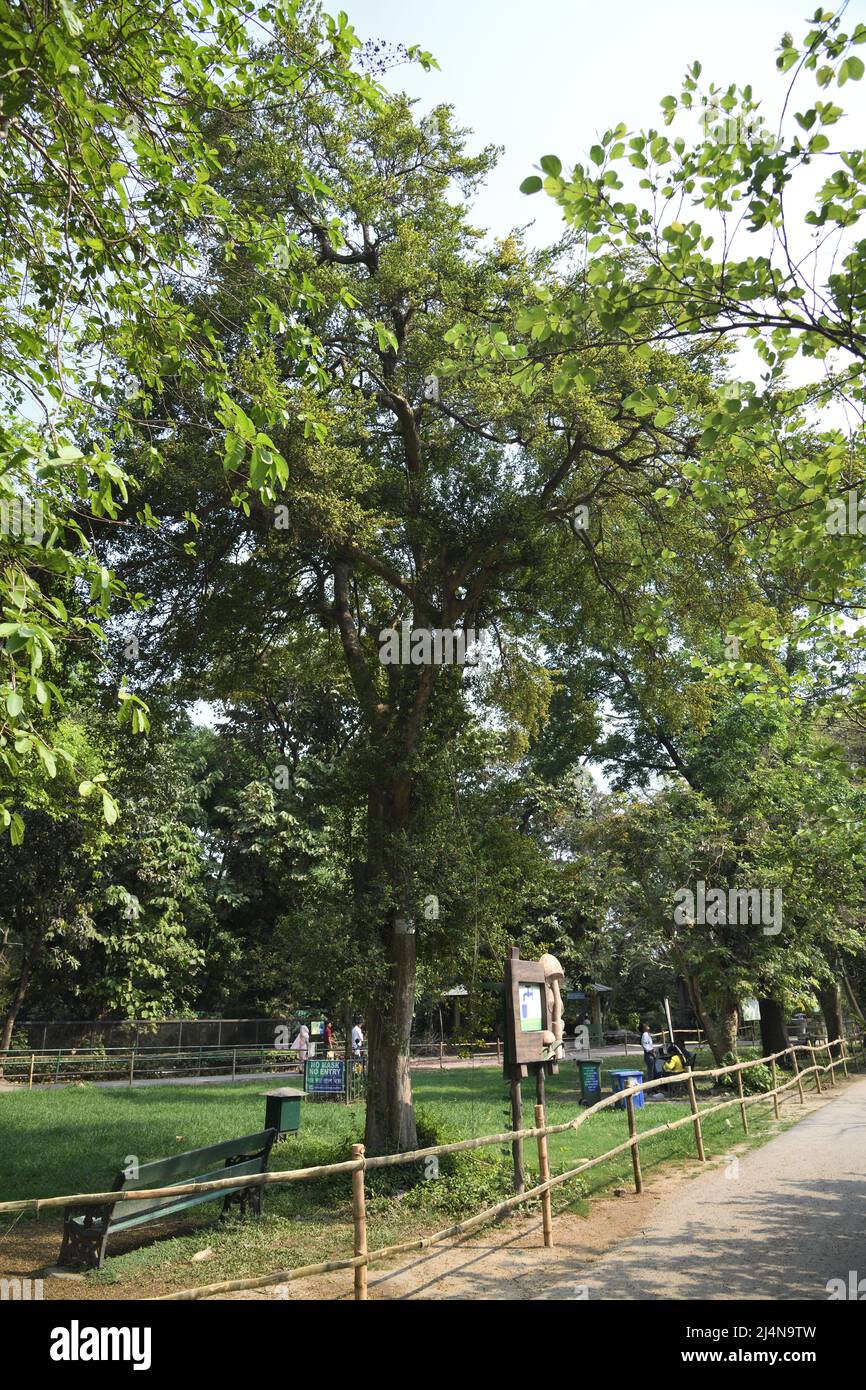 Streblus asper commonly known as Sandpaper tree, Siamese rough bush, Khoi, Serut, Toothbrush tree, and Sheora. Zoological Garden, Alipore, Kolkata, We Stock Photo