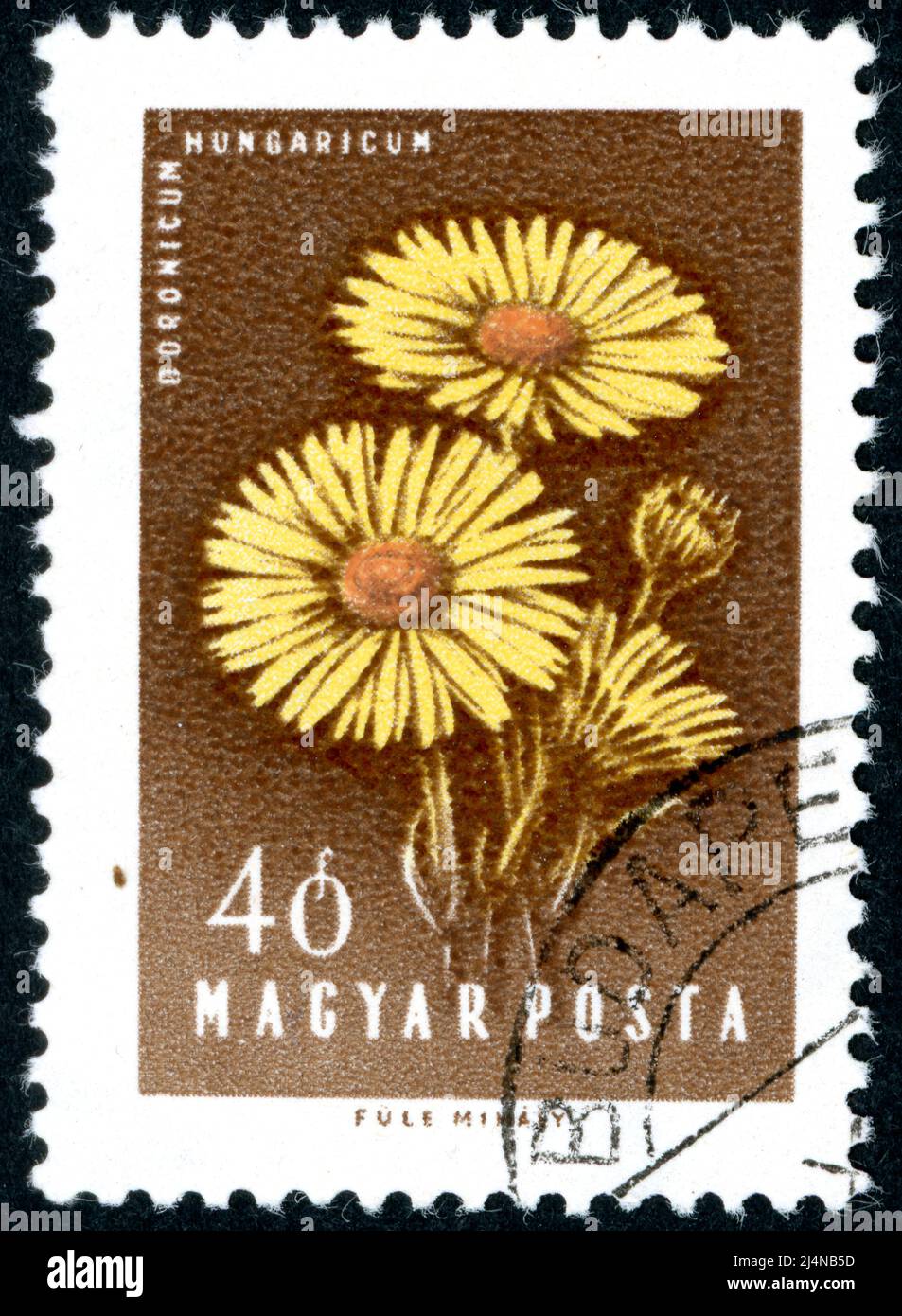 HUNGARY - CIRCA 1958: Postage stamp printed in Hungary showing Wild Sunflower (Doronicum hungaricum), circa 1958 Stock Photo