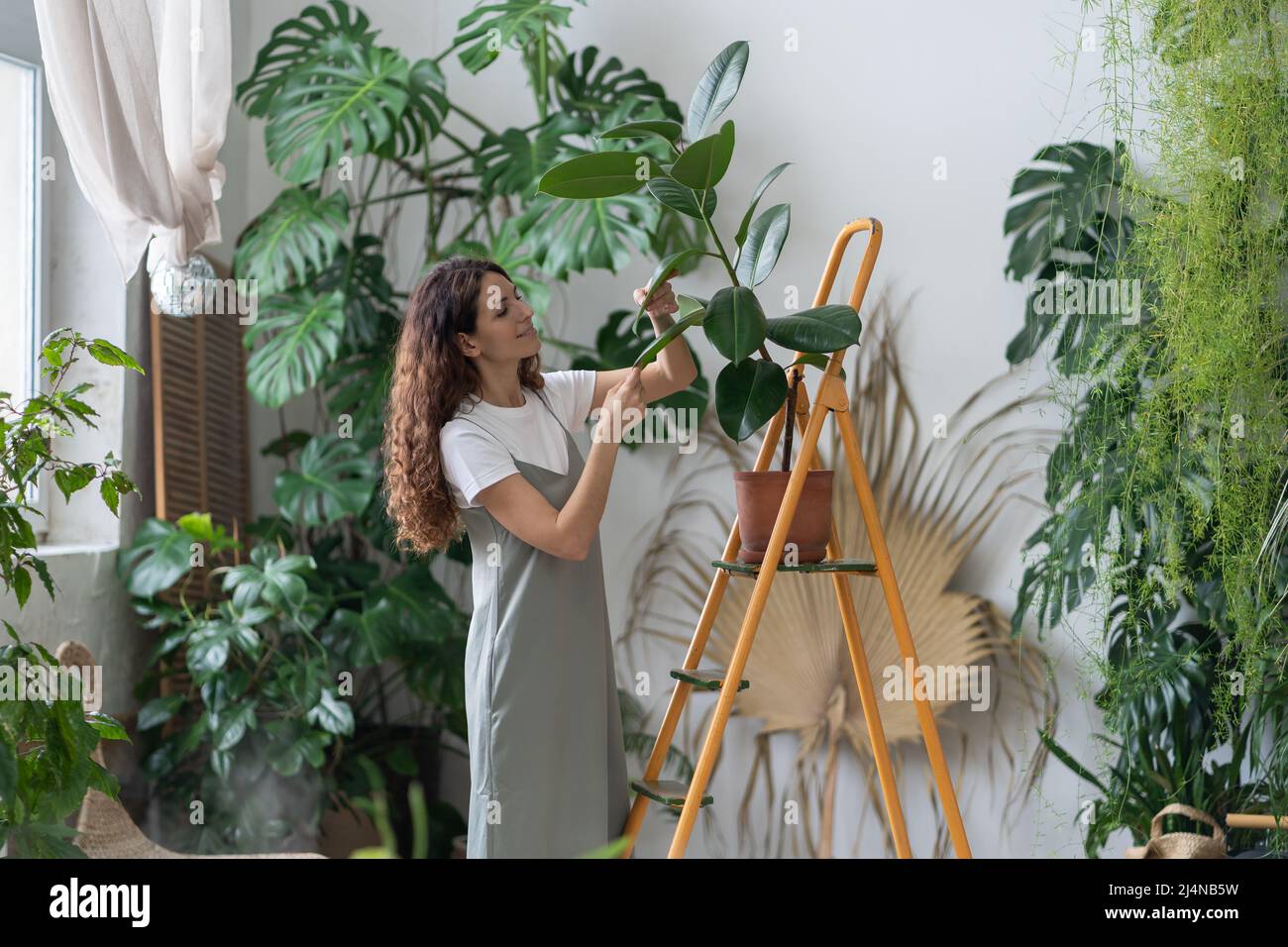 Freelance gardener girl take care of houseplants in home garden. Caring florist wiping ficus leaves Stock Photo