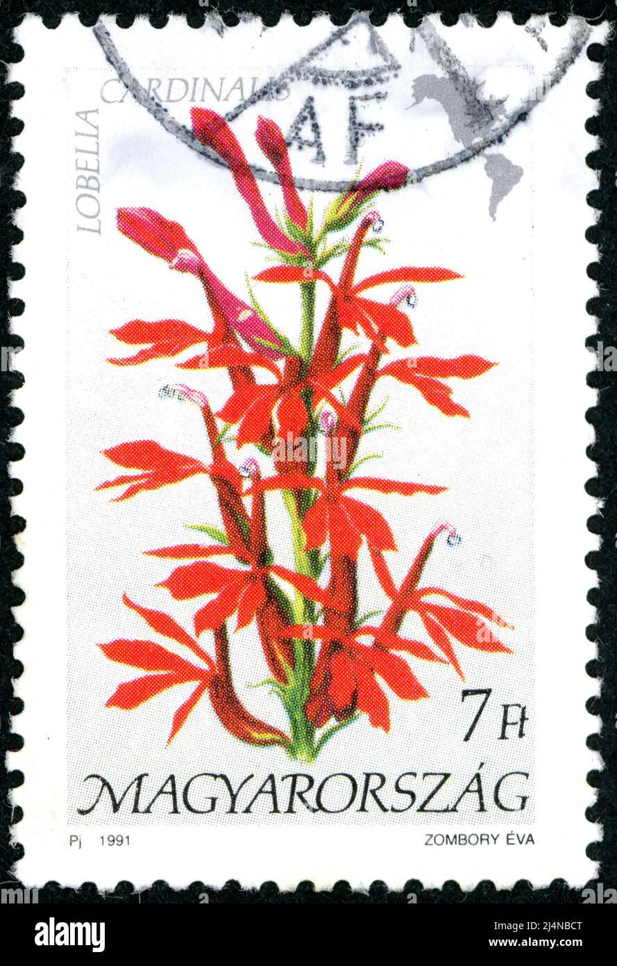 HUNGARY - CIRCA 1991: Postage stamp printed in Hungary showing flora of America, Lobelia cardinalis, circa 1991 Stock Photo