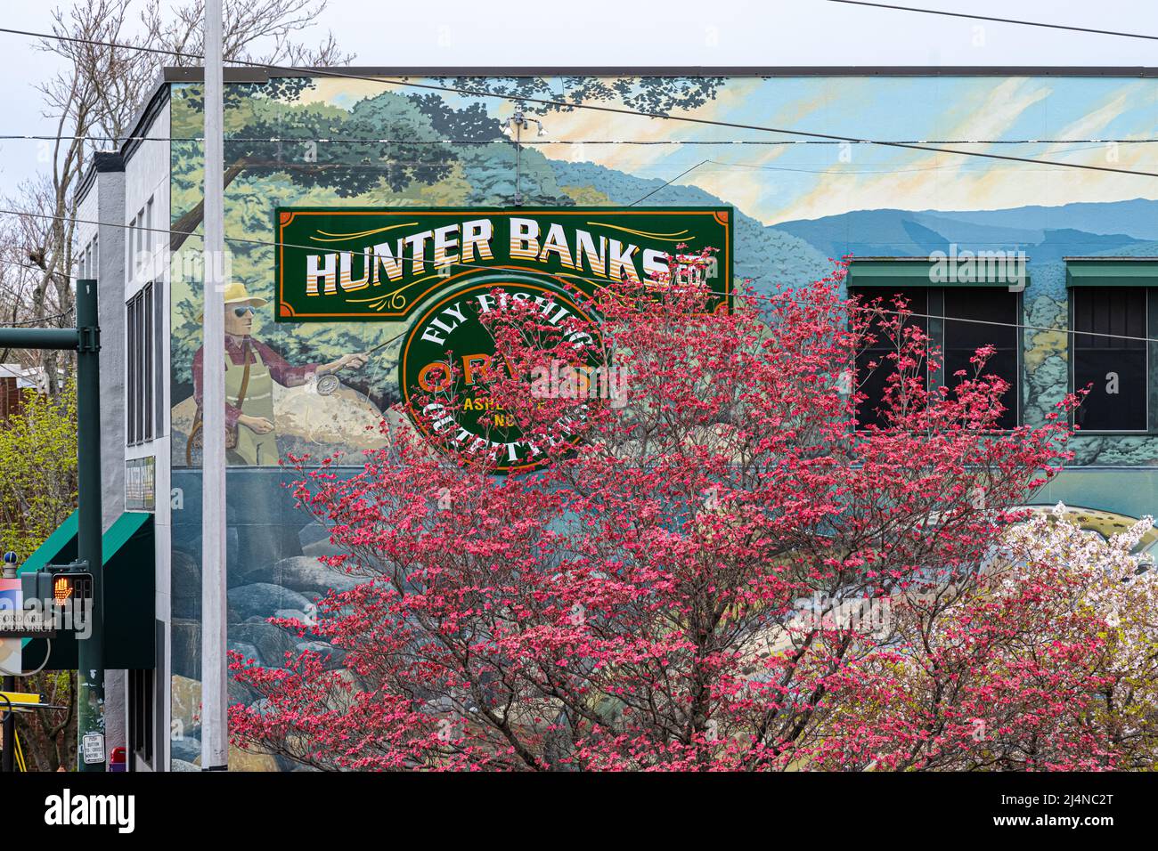Pink spring blossoms in front of a fly fishing wall mural at Hunter Banks Co., an Orvis Fly Fishing Outfitter, in Asheville, North Carolina. (USA) Stock Photo
