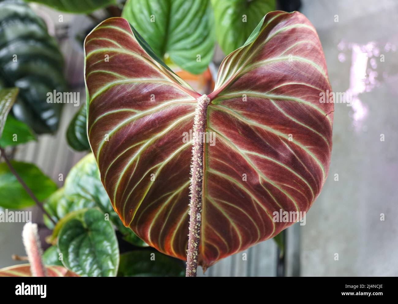 Closeup of a back red leaf of Philodendron Verrucosum Amazon Sunset Stock Photo