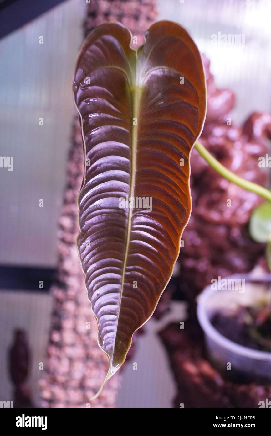 fiddle leaf fig live plant Fiddle Leaf Fig Tree - Live Plant in a 10 Inch Pot - Ficus Lyrata